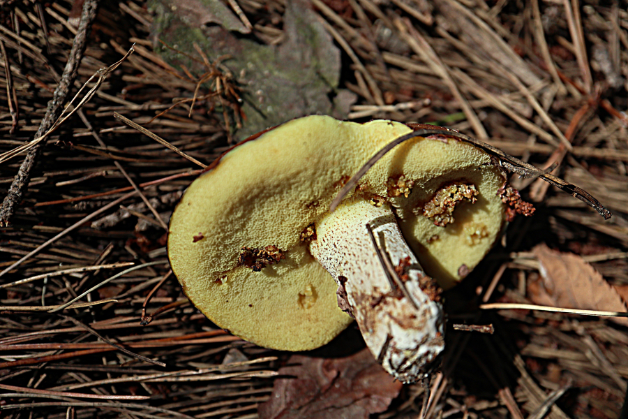 d29c3e6b1e87b7ccf1a53dc2b1c25649_1602056646_3125.jpg