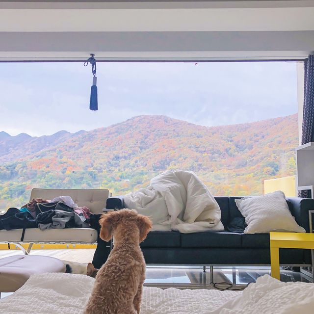개인공간 애견펜션
