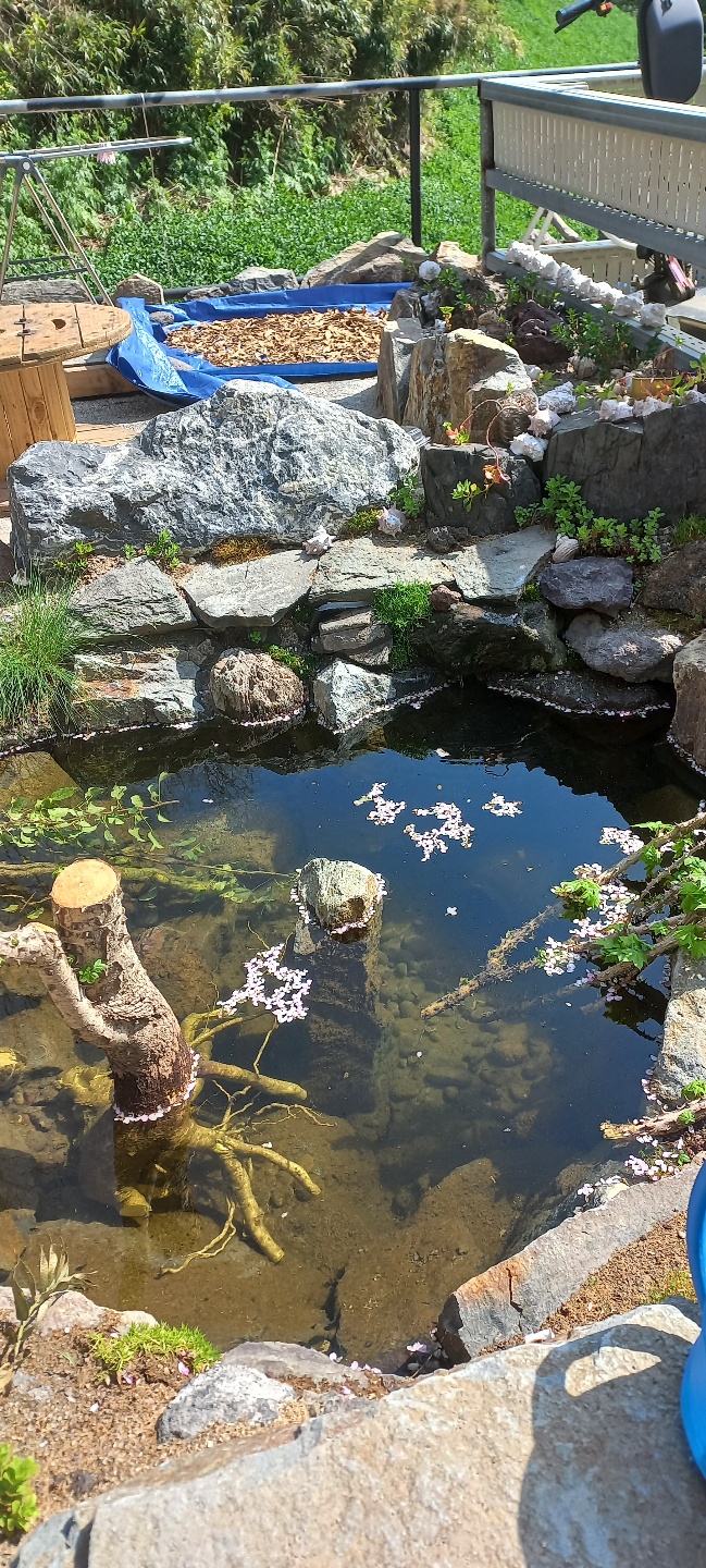 울릉벚꽃